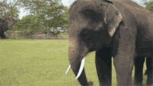 Gajah Daah GIF - Elephant Wave GIFs