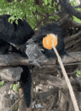 a black cat laying on a tree branch eating an orange candy