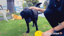 Alimentar Perritos Perros GIF - Alimentar Perritos Perros Mascotas GIFs