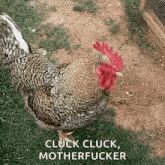 Chicken Rooster GIF - Chicken Rooster Cock GIFs