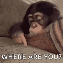 a chimpanzee is laying on a couch and pointing at the camera with the words `` where are you ? ''