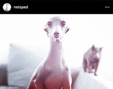 Netsped Dog GIF