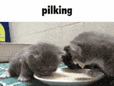 Pilk Pilking GIF - Pilk Pilking Cat GIFs