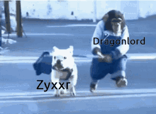 zyxxr monkey dog leash walk