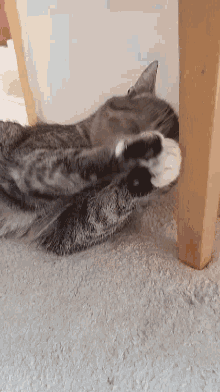 a close up of a cat 's paw on a carpeted floor .