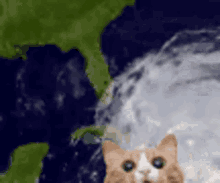 cat tornado hurricane
