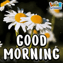 a lucas & friends greeting card with daisies