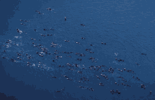 a large flock of seals are swimming in a large body of water