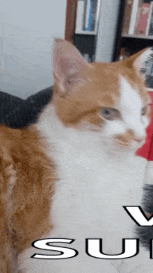 Cat Surprised Cat GIF - Cat Surprised Cat Cat Surprised GIFs