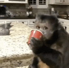 a monkey is drinking from a red cup while sitting on a kitchen counter .