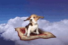 Puppy Flying GIF - Puppy Flying Carpet GIFs