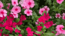 flores fffff rosa planta dimais