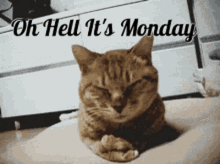 Monday Mondays GIF - Monday Mondays GIFs