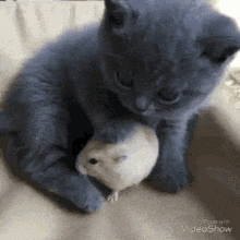 Cat Mouse GIF - Cat Mouse Real GIFs