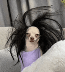 a chihuahua is wearing a wig and a purple dress .