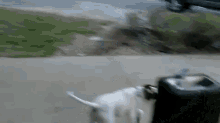 He Thinks He'S People GIF - Dog Drinking Fountain Thirsty GIFs