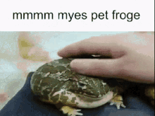 Frog Pat Head GIF - Frog Pat Head Pet Froge GIFs