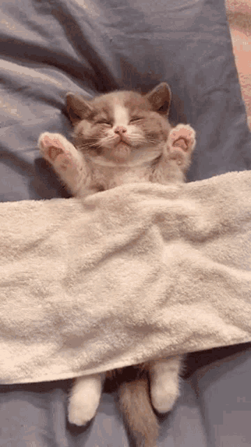Sleepy Sleepy Cat GIF - Sleepy Sleepy Cat Sleeping GIFs