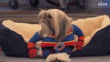 Dog Pet GIF - Dog Pet Costume GIFs