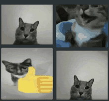 Cat Middle Finger GIF - Cat Middle Finger GIFs