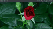 Rose Recorded GIF - Rose Recorded Phone GIFs