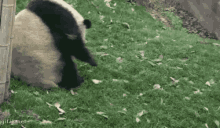 Rollin Panda Rolling GIF - Rollin Panda Panda Rolling GIFs
