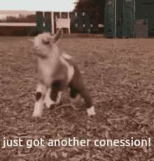 Concession Happy GIF - Concession Happy Goat GIFs