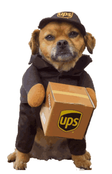 delivery dog