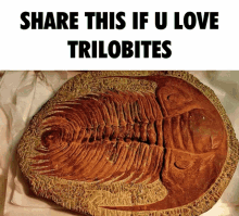 Trilobite Share GIF - Trilobite Share If GIFs