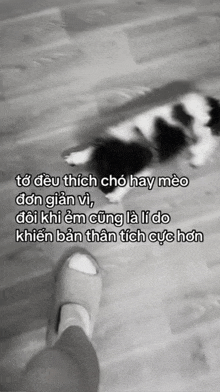 a black and white photo of a person standing next to a cat with a caption in another language .