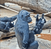 a gorilla is standing in the water holding a rope