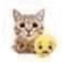 a cat is sitting next to a yellow stuffed animal .