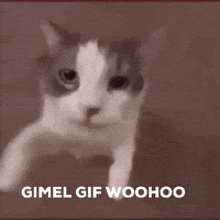 Gimel New Gimel GIF
