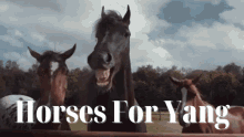 Horses For Yang GIF - Horses For Yang GIFs