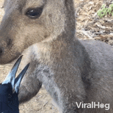 Bird Kissing A Kangaroo Viralhog GIF - Bird Kissing A Kangaroo Viralhog Showing Affection GIFs
