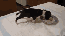 Hungry Puppy Flips Over Food GIF - Boston Terrier Bt Drinking GIFs