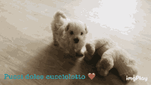 Pucci Cucciolo GIF - Pucci Cucciolo Cucciolotto GIFs
