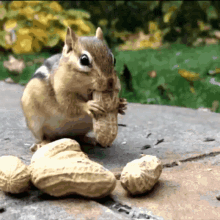 Squirrel_leaving_nuts Eating GIF - Squirrel_leaving_nuts Squirrel Nuts GIFs