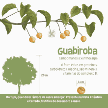 Nsc Total Guabiroba GIF - Nsc Total Guabiroba Fruit GIFs
