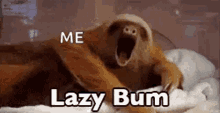 Sloth Lazy GIF - Sloth Lazy Sleepy GIFs