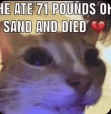 Sand Cat GIF