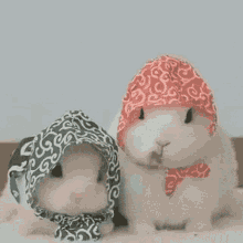 eating rabbit bunny adorable cute