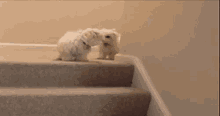 Puppy Stairs GIF - Puppy Stairs Funny GIFs