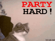 Party Hard GIF - Party Hard Cat GIFs