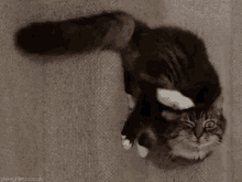 когти кот чешет голову GIF - Paws Claws Cat GIFs