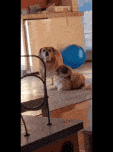 Lucky Puggle Lucky And Rosie GIF - Lucky Puggle Lucky And Rosie Dog GIFs
