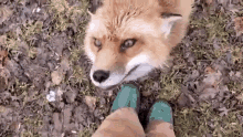 Fox Cute GIF - Fox Cute Pet GIFs