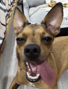 a small brown dog with its tongue hanging out