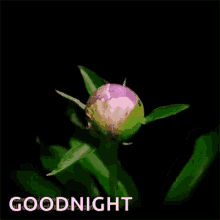 Goodnight Flower GIF - Goodnight Flower Nite GIFs