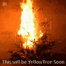 Yellow Tree GIF